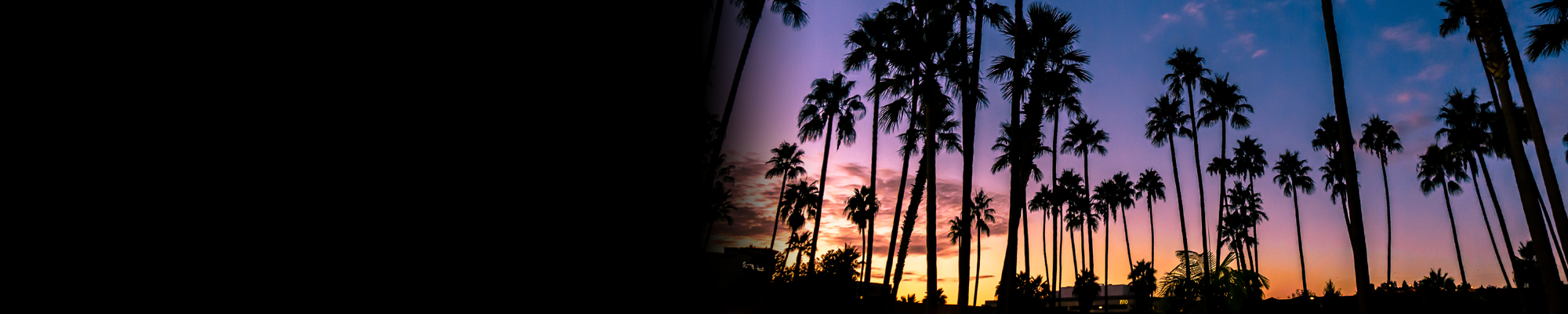 Palm Trees at Sunset